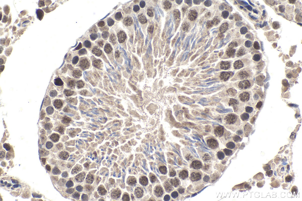 Immunohistochemistry (IHC) staining of rat testis tissue using MYST2 Polyclonal antibody (13751-1-AP)