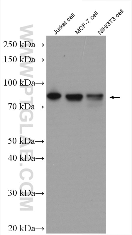 Western Blot (WB) analysis of Jurkat cells using MYST2 Polyclonal antibody (13751-1-AP)