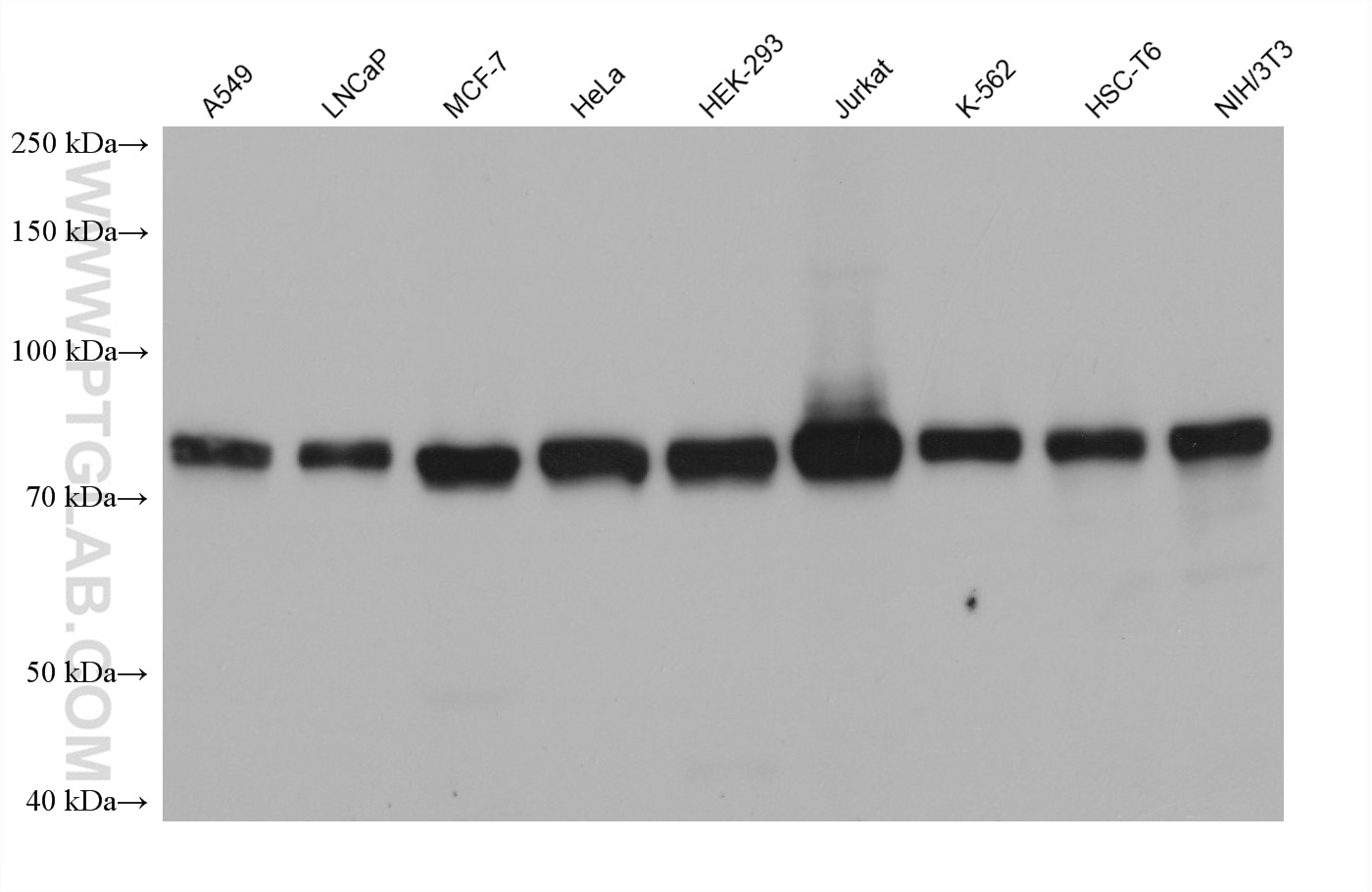 Western Blot (WB) analysis of various lysates using MYST2 Monoclonal antibody (68525-1-Ig)