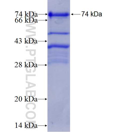 MYST2 fusion protein Ag4693 SDS-PAGE