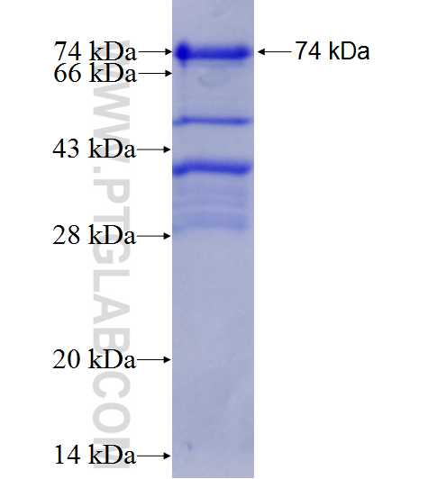 MYST2 fusion protein Ag4693 SDS-PAGE