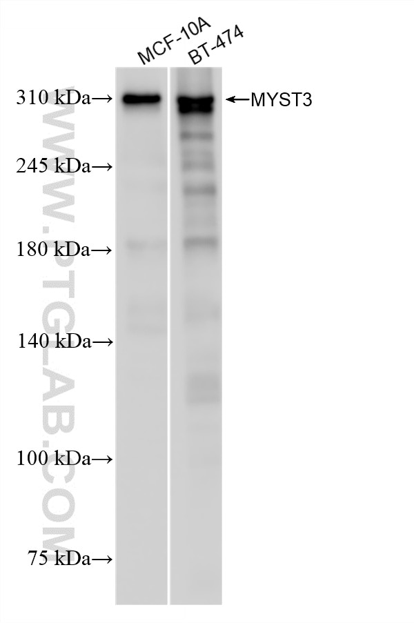 Western Blot (WB) analysis of various lysates using MYST3 Recombinant monoclonal antibody (86963-1-RR)
