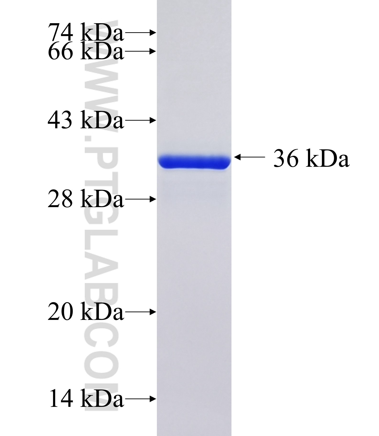 MYST3 fusion protein Ag29729 SDS-PAGE