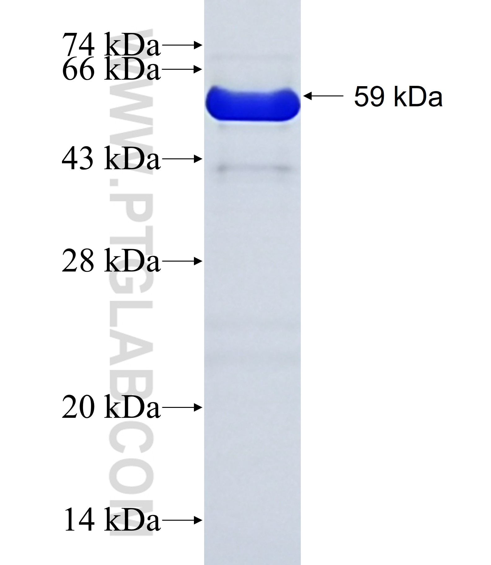 MYST4 fusion protein Ag29842 SDS-PAGE