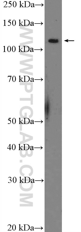 Western Blot (WB) analysis of SH-SY5Y cells using MYT1 Polyclonal antibody (26204-1-AP)