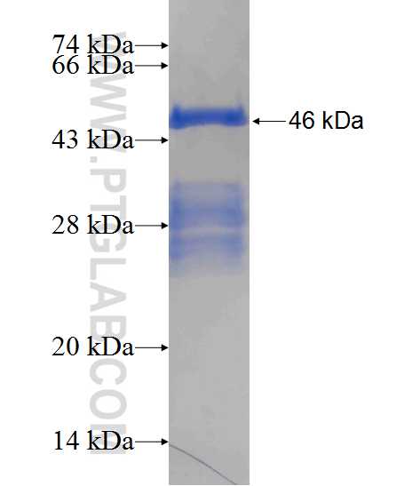 MYT1 fusion protein Ag24580 SDS-PAGE