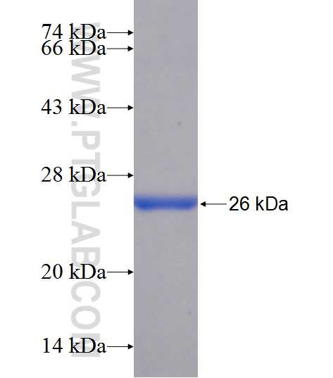 MYT1 fusion protein Ag24587 SDS-PAGE