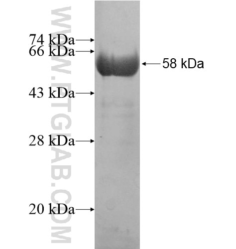 MYT1 fusion protein Ag11267 SDS-PAGE