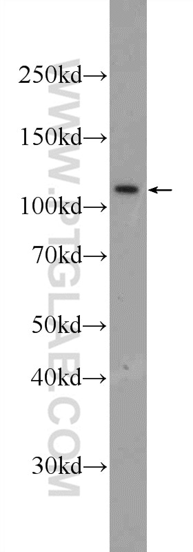 Western Blot (WB) analysis of HepG2 cells using MYT1L Polyclonal antibody (25234-1-AP)