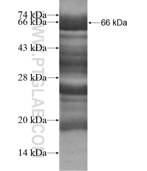 MYT1L fusion protein Ag18698 SDS-PAGE