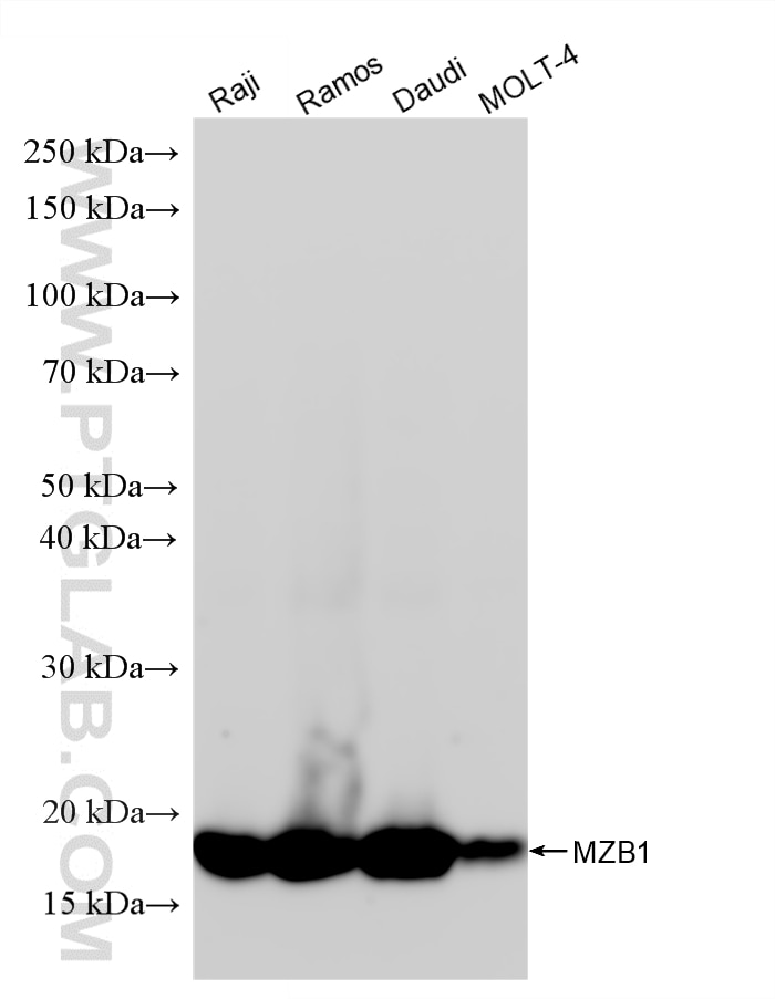 WB analysis using 88201-1-RR (same clone as 88201-1-PBS) Western Blot (WB) analysis of various lysates using MZB1 Recombinant monoclonal antibody (88201-1-RR)