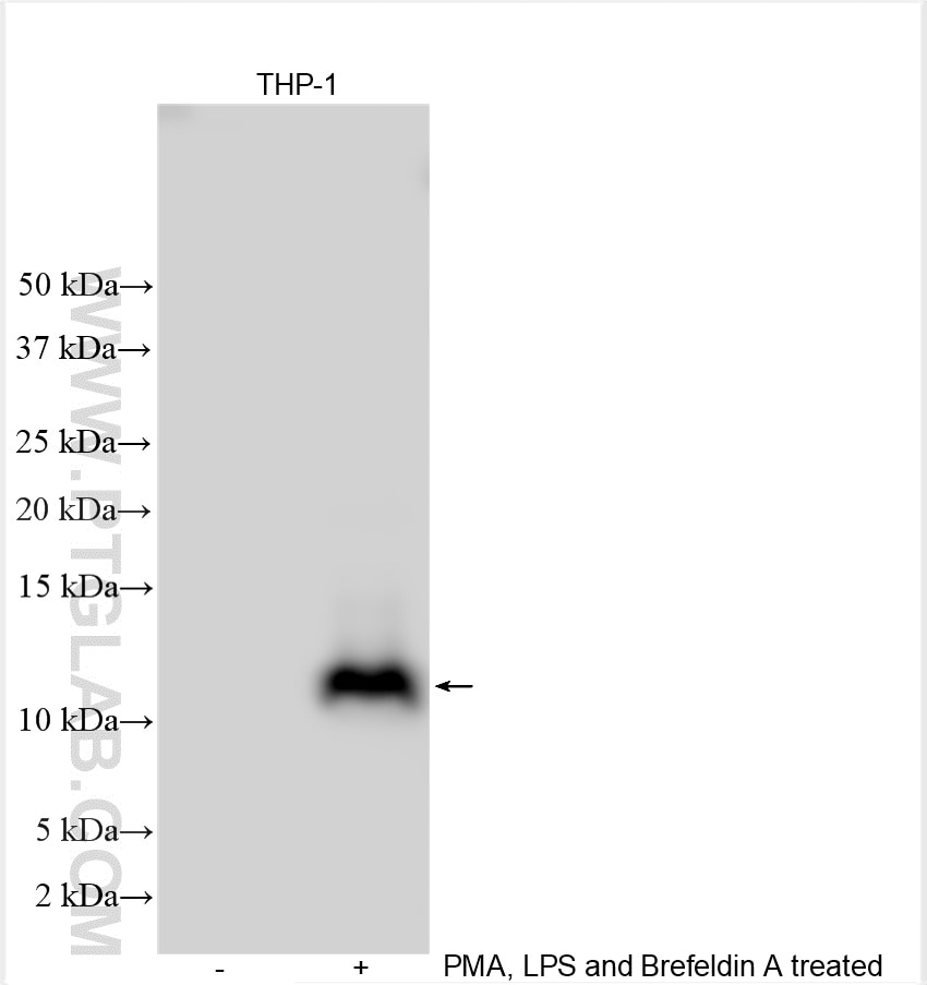 Western Blot (WB) analysis of various lysates using CCL4/MIP-1 beta Polyclonal antibody (22352-1-AP)