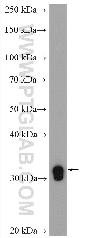 Western Blot (WB) analysis of human placenta tissue using Malectin Polyclonal antibody (26655-1-AP)