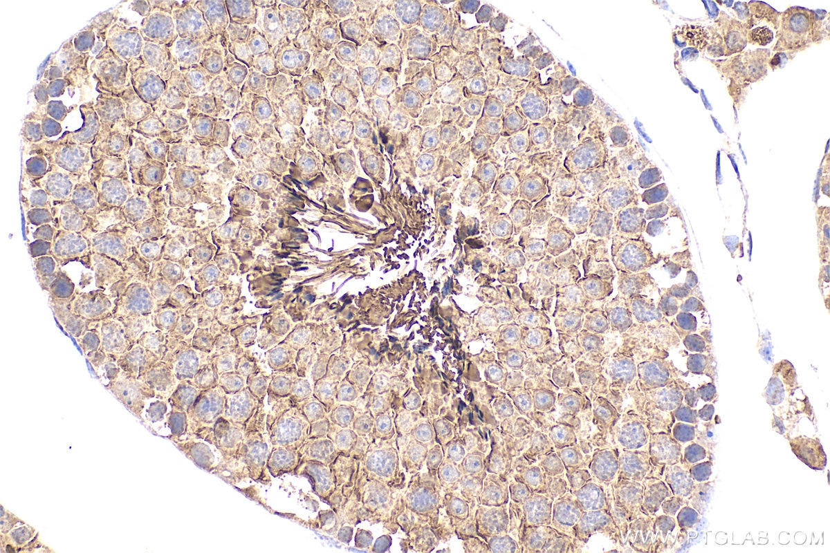 Immunohistochemistry (IHC) staining of mouse testis tissue using Marapsin2/PRSS38 Polyclonal antibody (25560-1-AP)