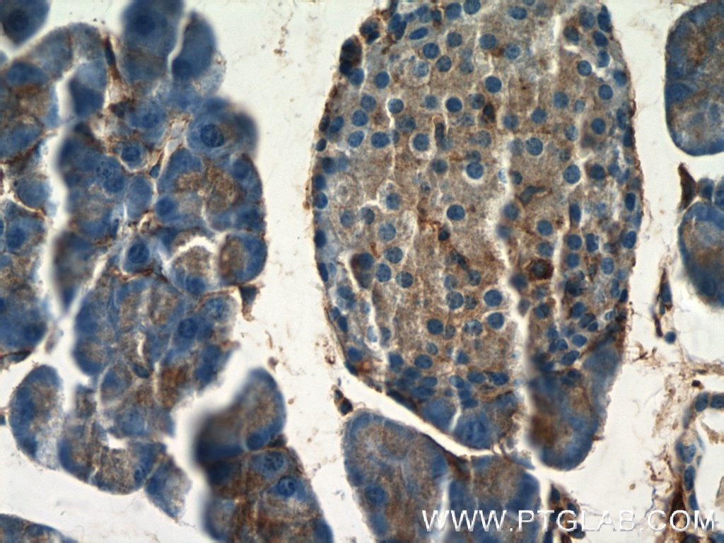 Immunohistochemistry (IHC) staining of mouse pancreas tissue using Marcks Polyclonal antibody (10004-2-Ig)