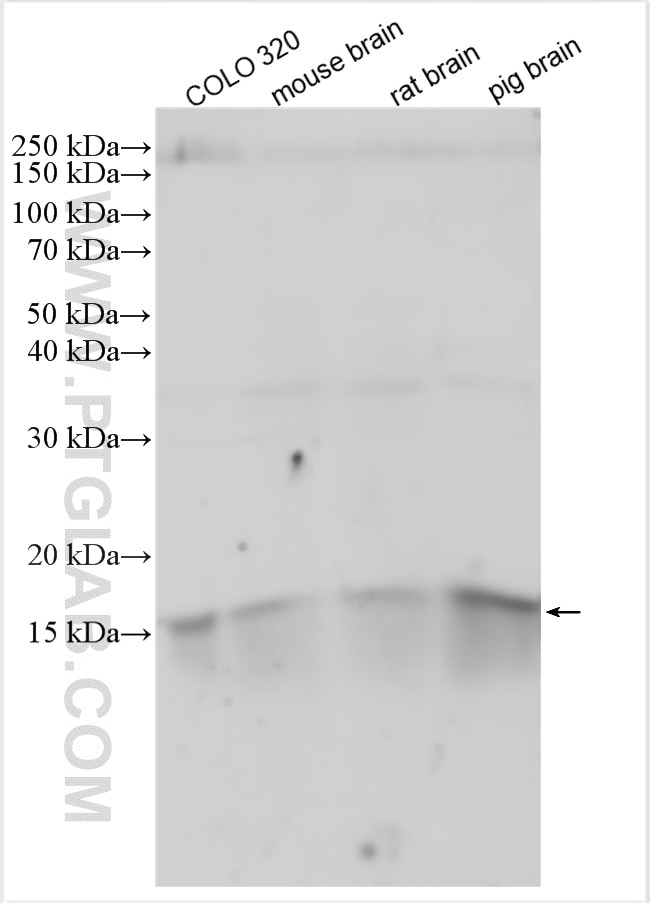 Western Blot (WB) analysis of various lysates using Maturin Polyclonal antibody (27936-1-AP)