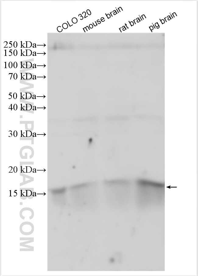 WB analysis using 27936-1-AP