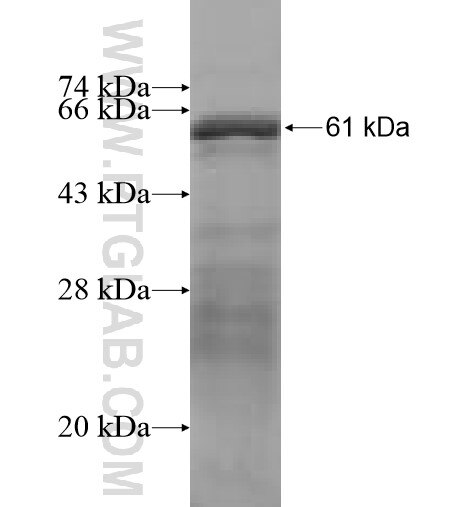 Mcl1 fusion protein Ag3407 SDS-PAGE