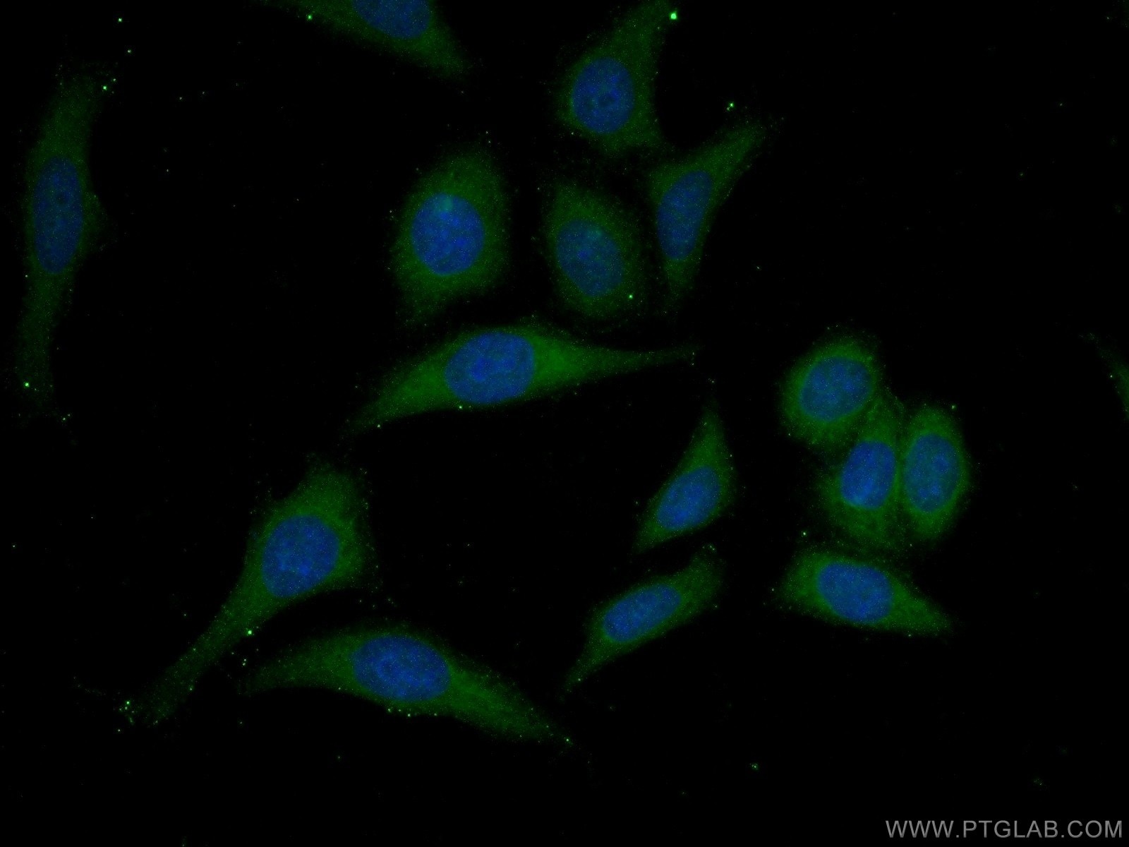 IF Staining of HeLa using 26161-1-AP