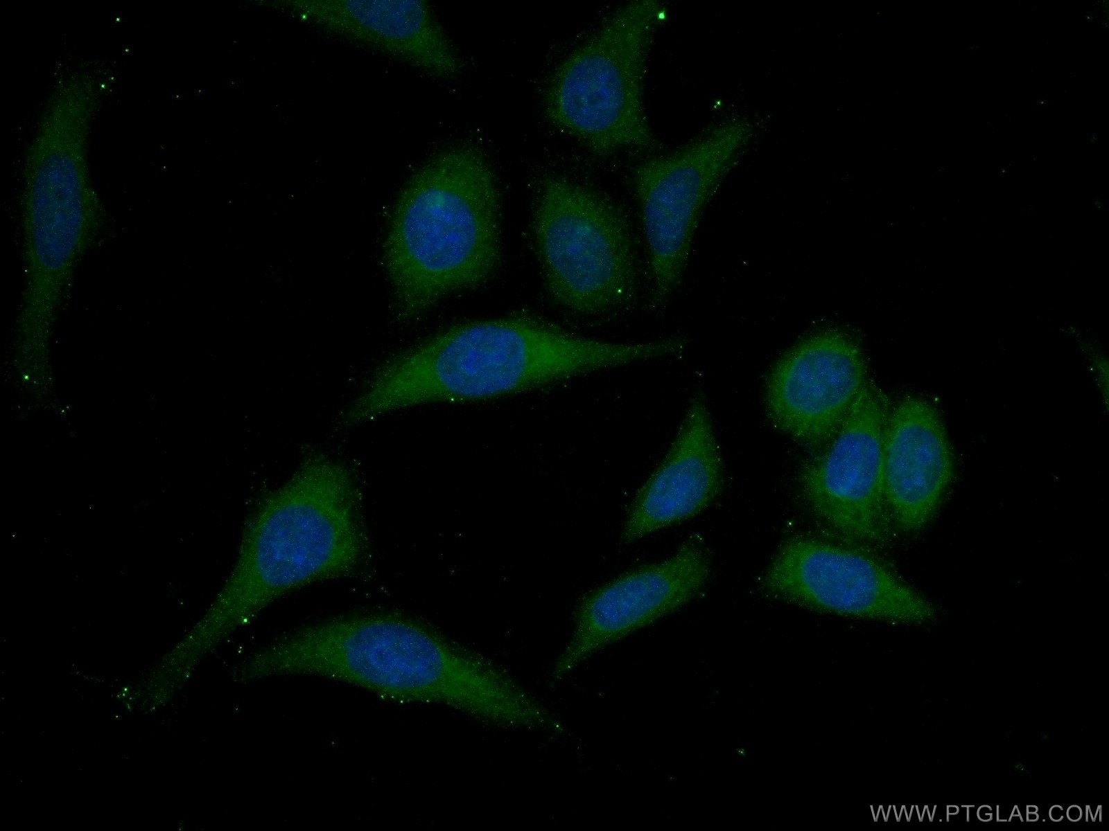 Immunofluorescence (IF) / fluorescent staining of HeLa cells using Mcp1 Polyclonal antibody (26161-1-AP)