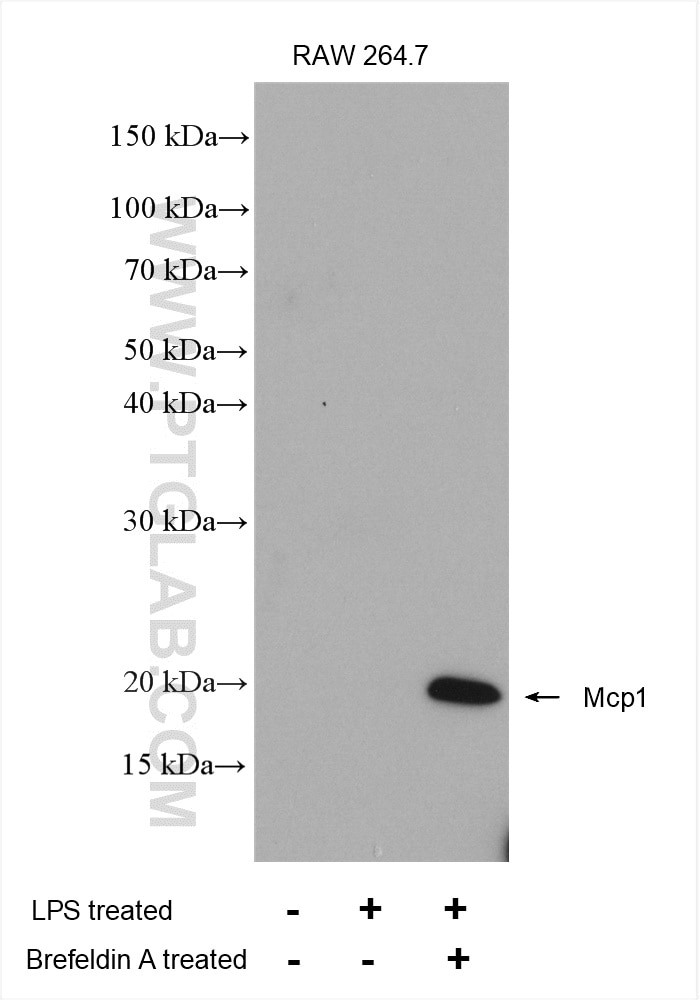 Western Blot (WB) analysis of various lysates using Mcp1 Polyclonal antibody (26161-1-AP)