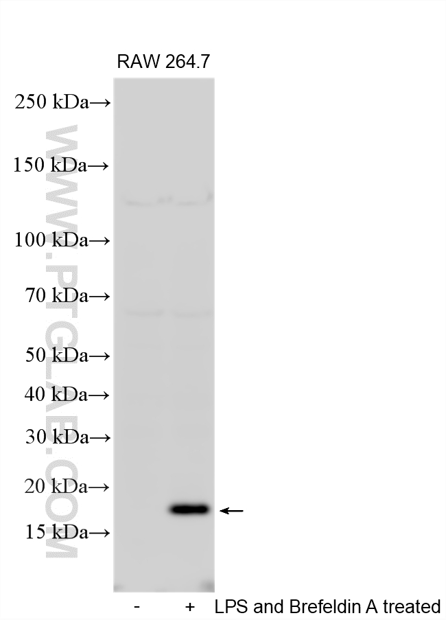 WB analysis of RAW 264.7 using 26161-1-AP Western Blot (WB) analysis of RAW 264.7 cells using MCP-1/CCL2 Polyclonal antibody (26161-1-AP)