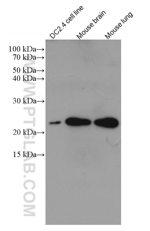 Western Blot (WB) analysis of various lysates using Mcp1 Monoclonal antibody (66272-1-Ig)