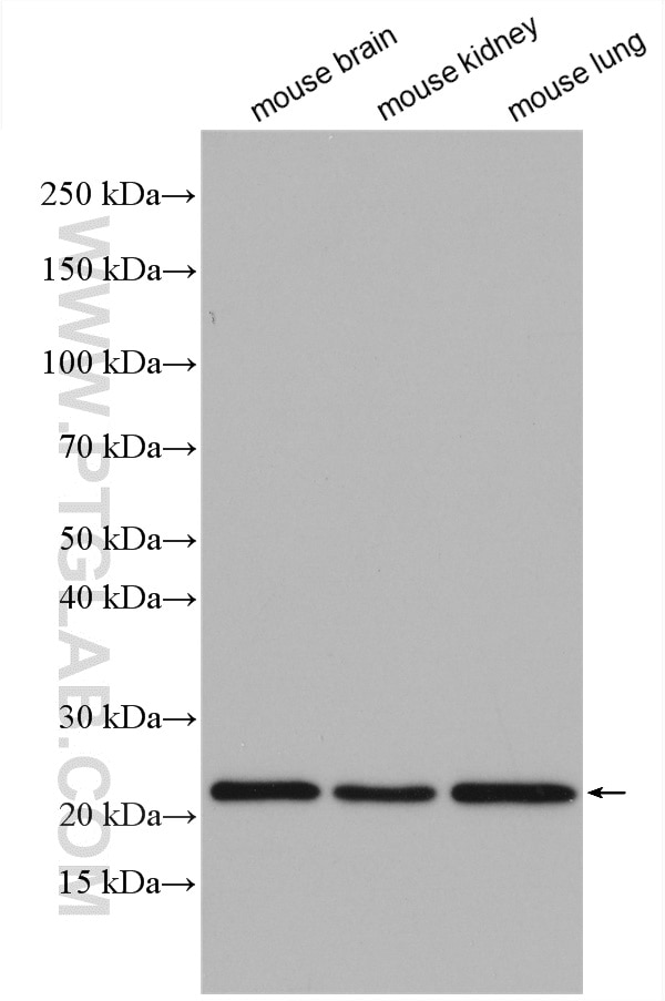 Western Blot (WB) analysis of various lysates using Mcp1 Monoclonal antibody (66272-1-Ig)