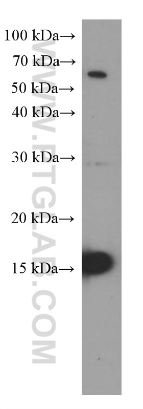 Western Blot (WB) analysis of RAW 264.7 cells using Mcp1 Monoclonal antibody (66272-1-Ig)