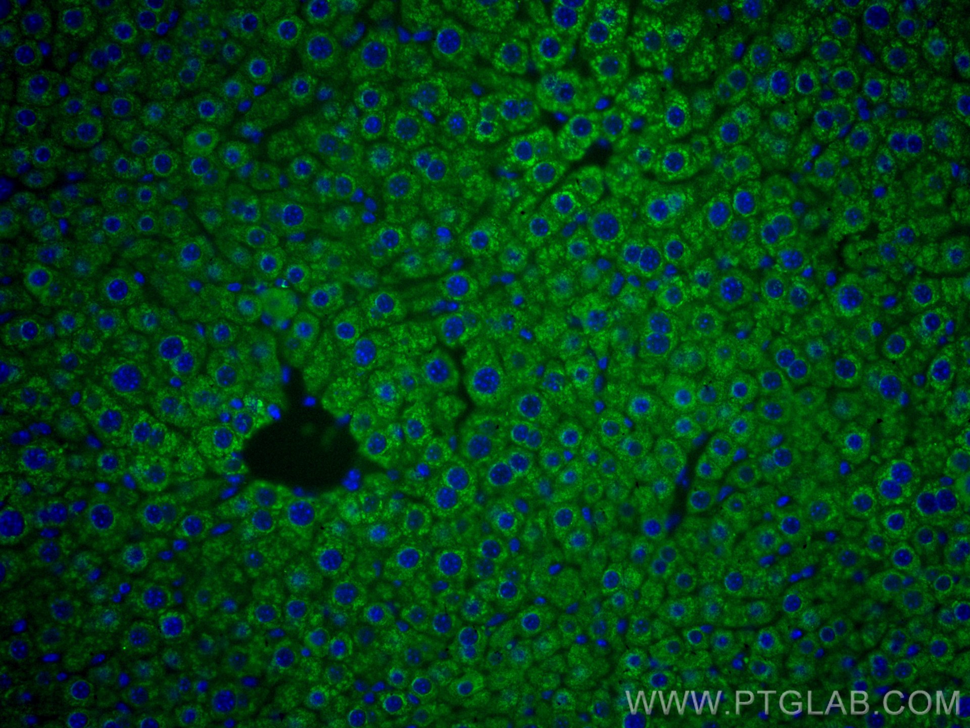 Immunofluorescence (IF) / fluorescent staining of mouse liver tissue using CoraLite® Plus 488-conjugated Mcp1 Monoclonal anti (CL488-66272)