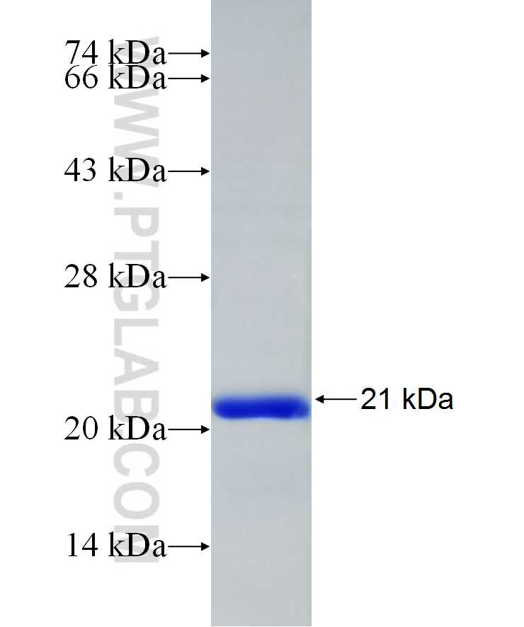 Mcp1 fusion protein Ag24085 SDS-PAGE
