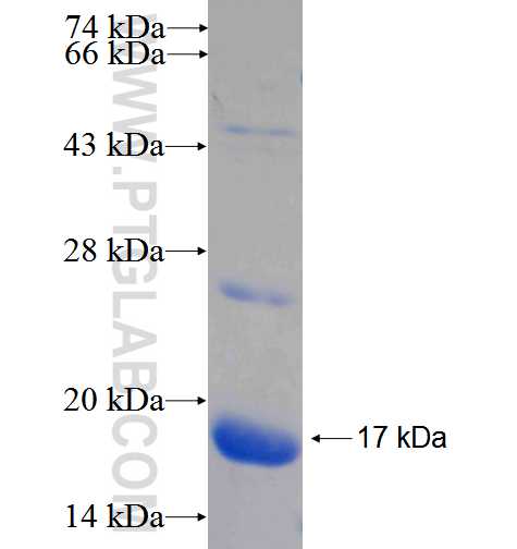 Mcp1 fusion protein Ag25031 SDS-PAGE