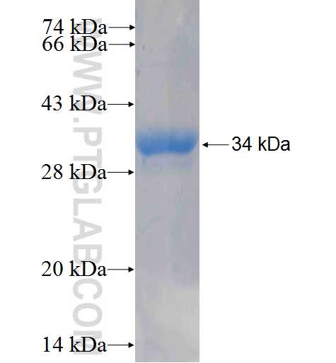 Mcp1 fusion protein Ag25032 SDS-PAGE