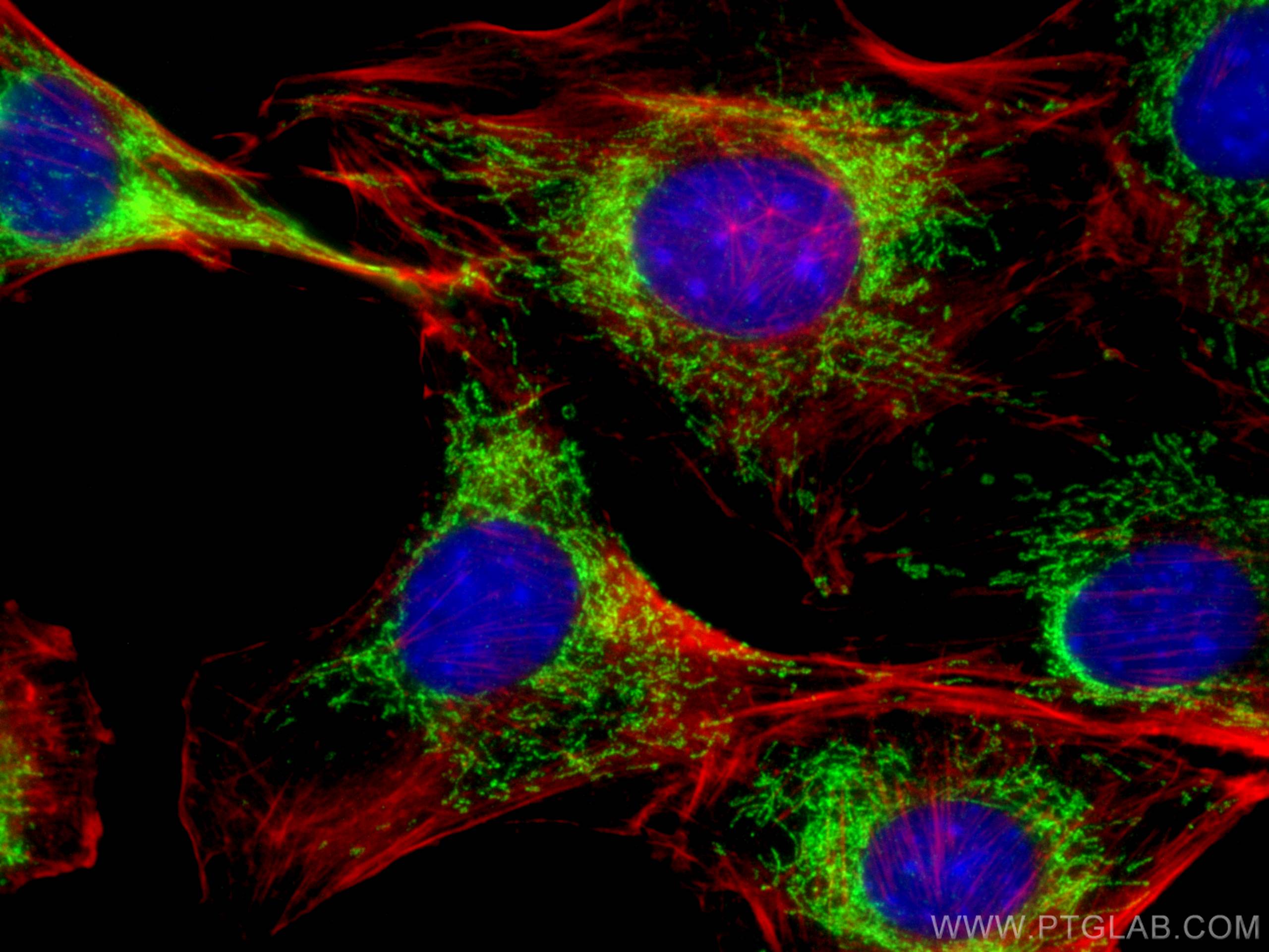 Immunofluorescence (IF) / fluorescent staining of C2C12 cells using Mecr Polyclonal antibody (51027-2-AP)