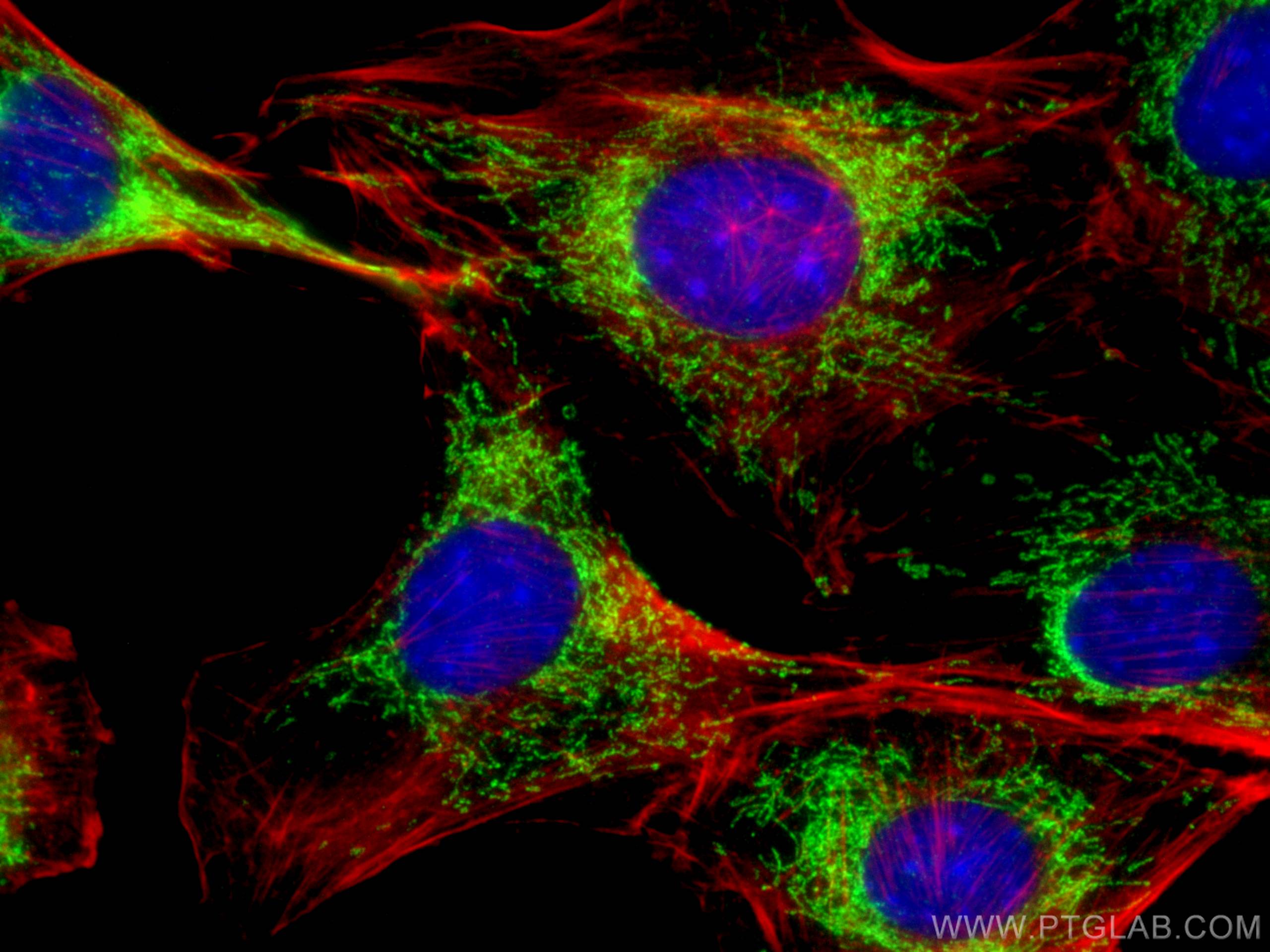 Immunofluorescence (IF) / fluorescent staining of C2C12 cells using MECR Polyclonal antibody (51027-2-AP)