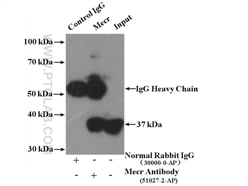 Immunoprecipitation (IP) experiment of mouse heart tissue using MECR Polyclonal antibody (51027-2-AP)