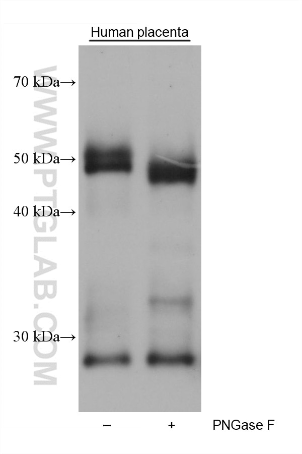 Western Blot (WB) analysis of various lysates using Medin Monoclonal antibody (68736-1-Ig)