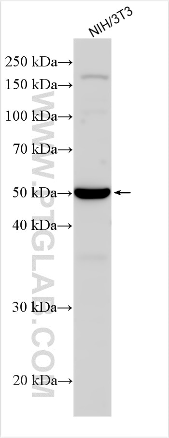 Western Blot (WB) analysis of various lysates using Mef2c-Specific Polyclonal antibody (18292-1-AP)
