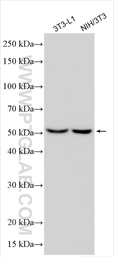 Western Blot (WB) analysis of various lysates using Mef2c-Specific Polyclonal antibody (18292-1-AP)