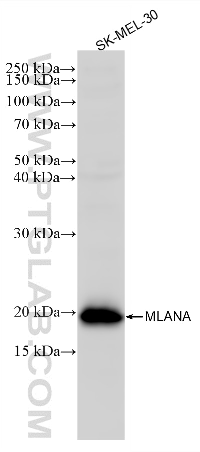Western Blot (WB) analysis of SK-MEL-30 cells using Melan-A  Recombinant monoclonal antibody (87351-2-RR)