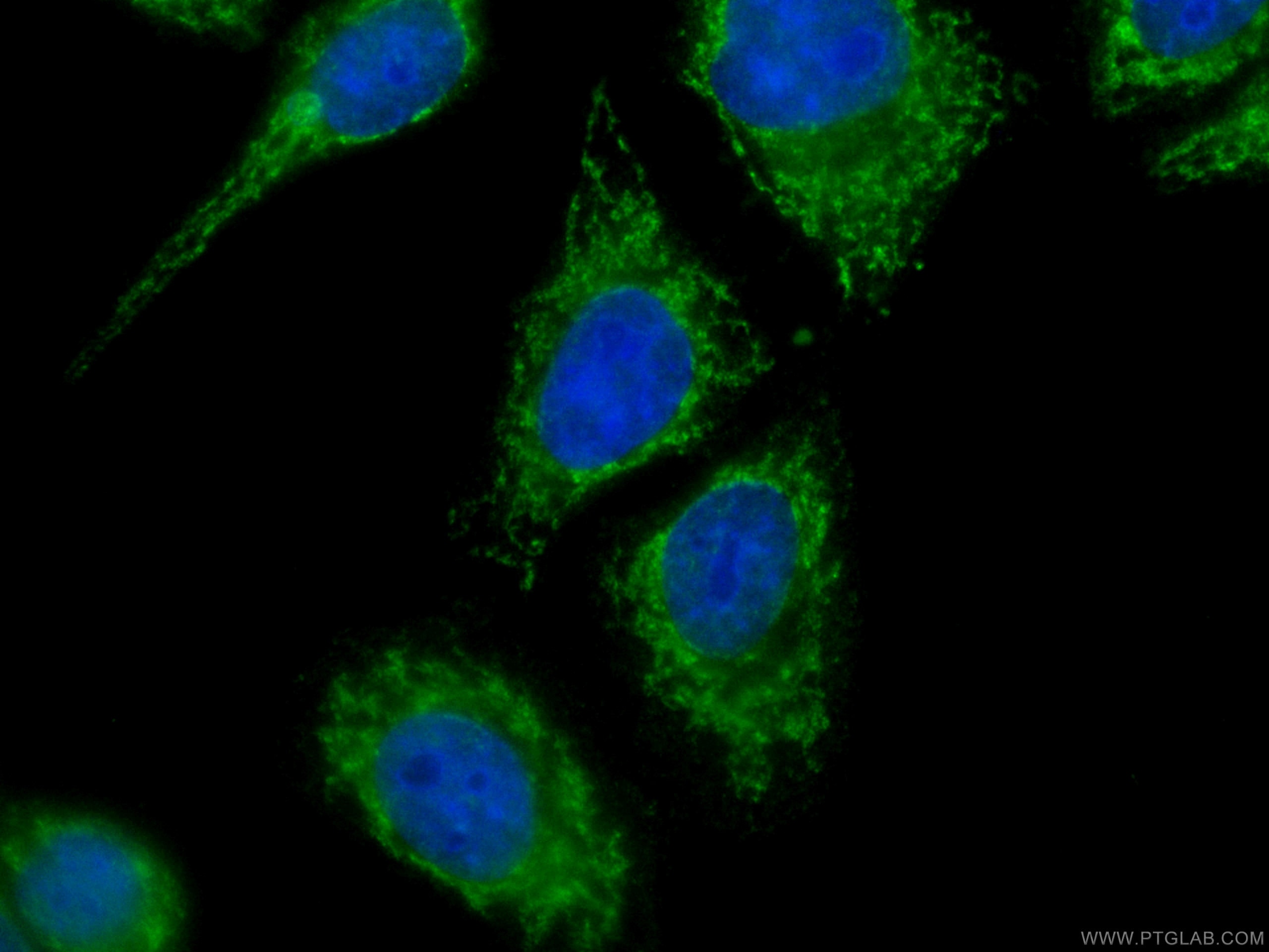 Immunofluorescence (IF) / fluorescent staining of HepG2 cells using CoraLite® Plus 488-conjugated Melanophilin Monoclo (CL488-66092)