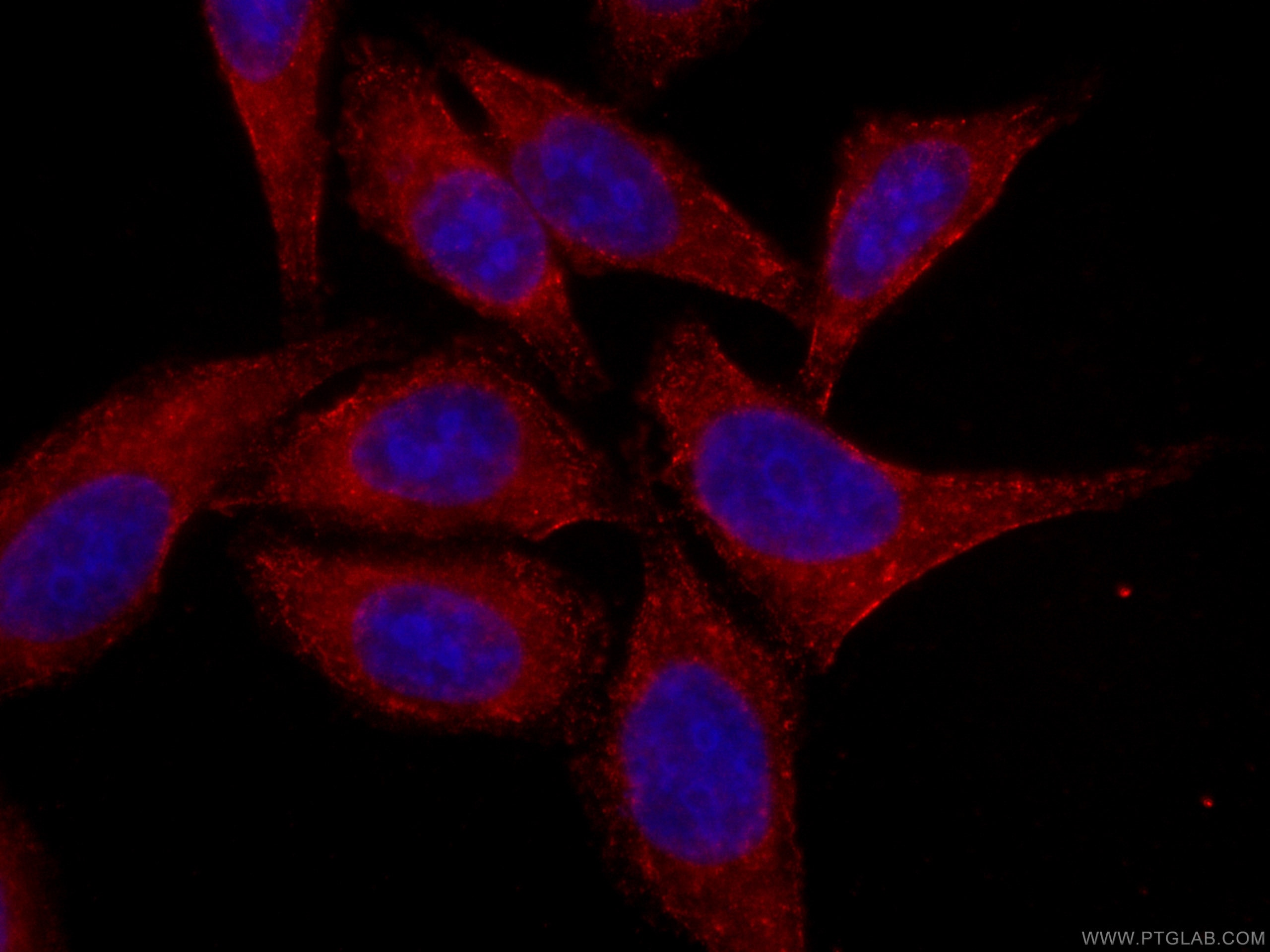 Immunofluorescence (IF) / fluorescent staining of HepG2 cells using CoraLite®594-conjugated Melanophilin Monoclonal an (CL594-66092)