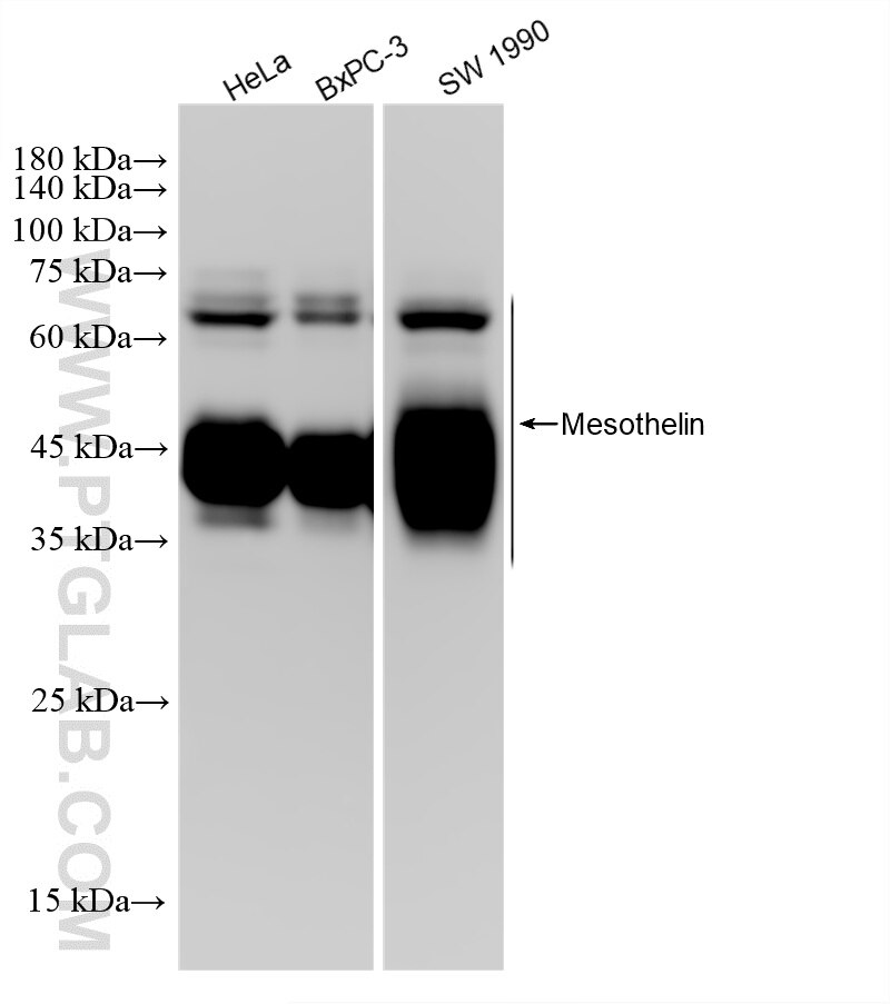 Western Blot (WB) analysis of various lysates using Mesothelin Recombinant monoclonal antibody (83744-7-RR)