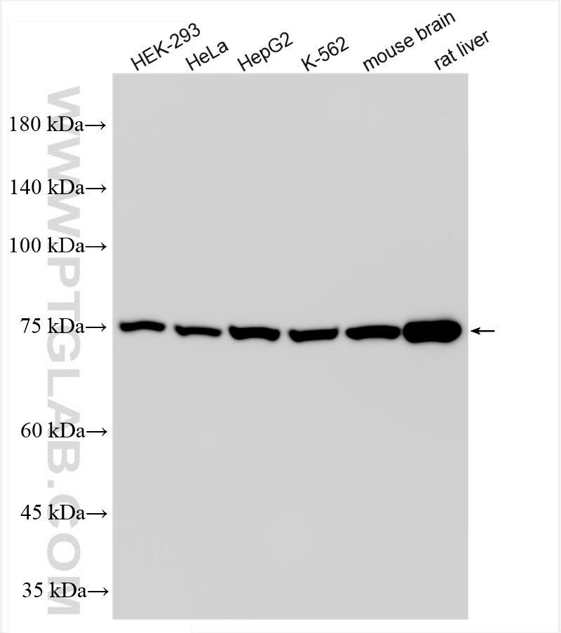 Western Blot (WB) analysis of various lysates using Methylmalonyl Coenzyme A mutase/MUT Recombinant an (84879-5-RR)