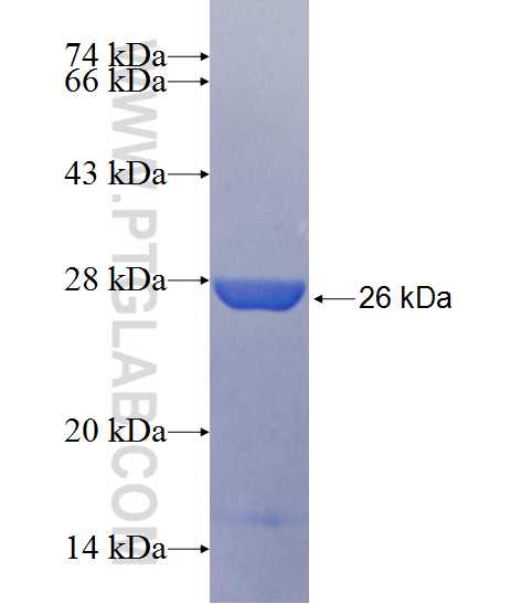 Mhc fusion protein Ag25585 SDS-PAGE
