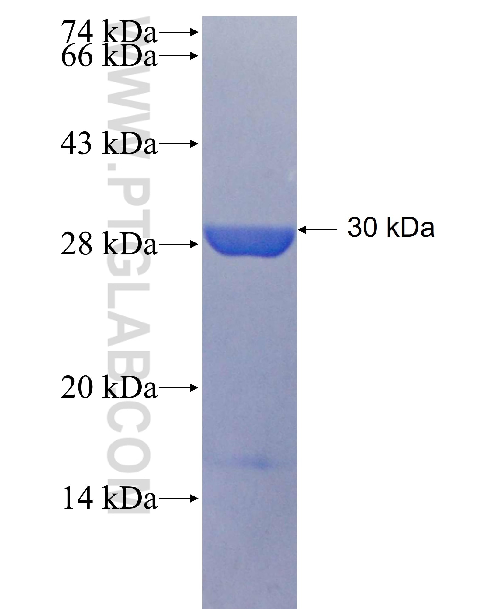 Mhc fusion protein Ag25585 SDS-PAGE