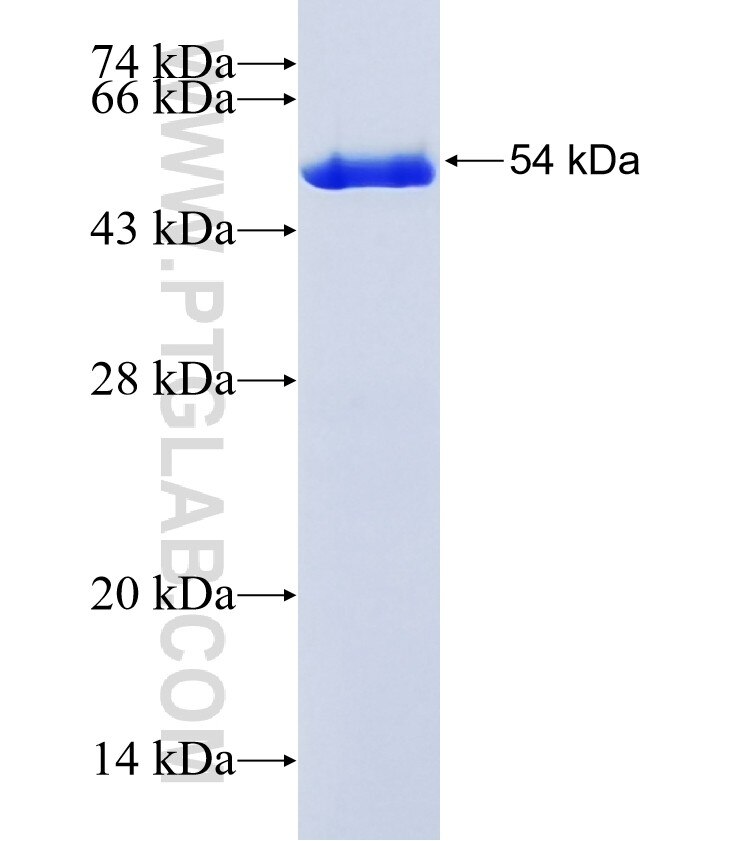 Mhc fusion protein Ag1254 SDS-PAGE