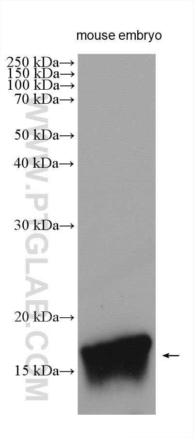 Western Blot (WB) analysis of various lysates using Midkine Polyclonal antibody (28546-1-AP)