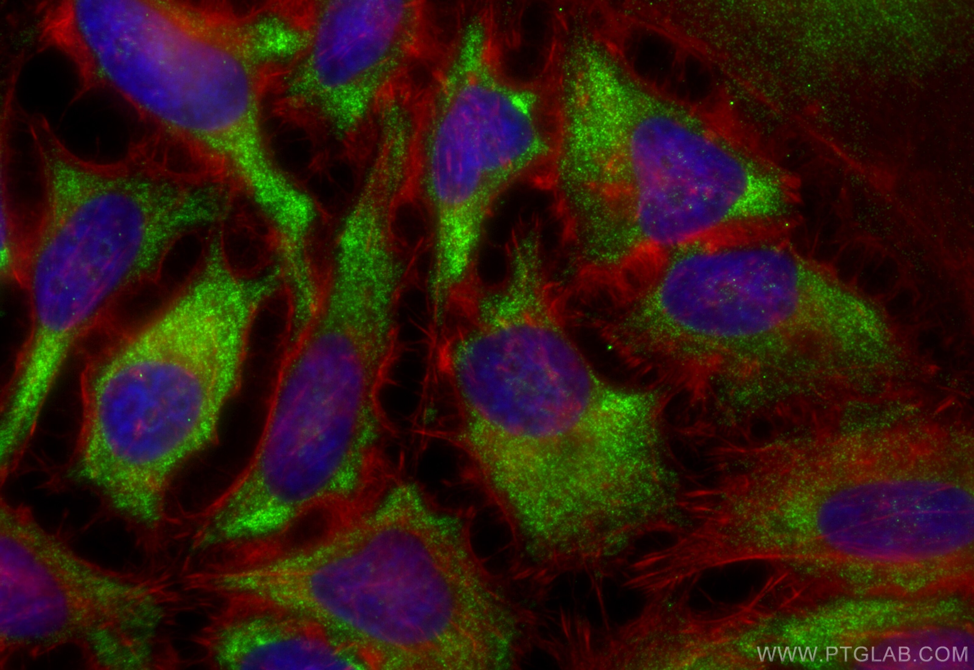 Immunofluorescence (IF) / fluorescent staining of HeLa cells using Midkine Recombinant antibody (84815-1-RR)