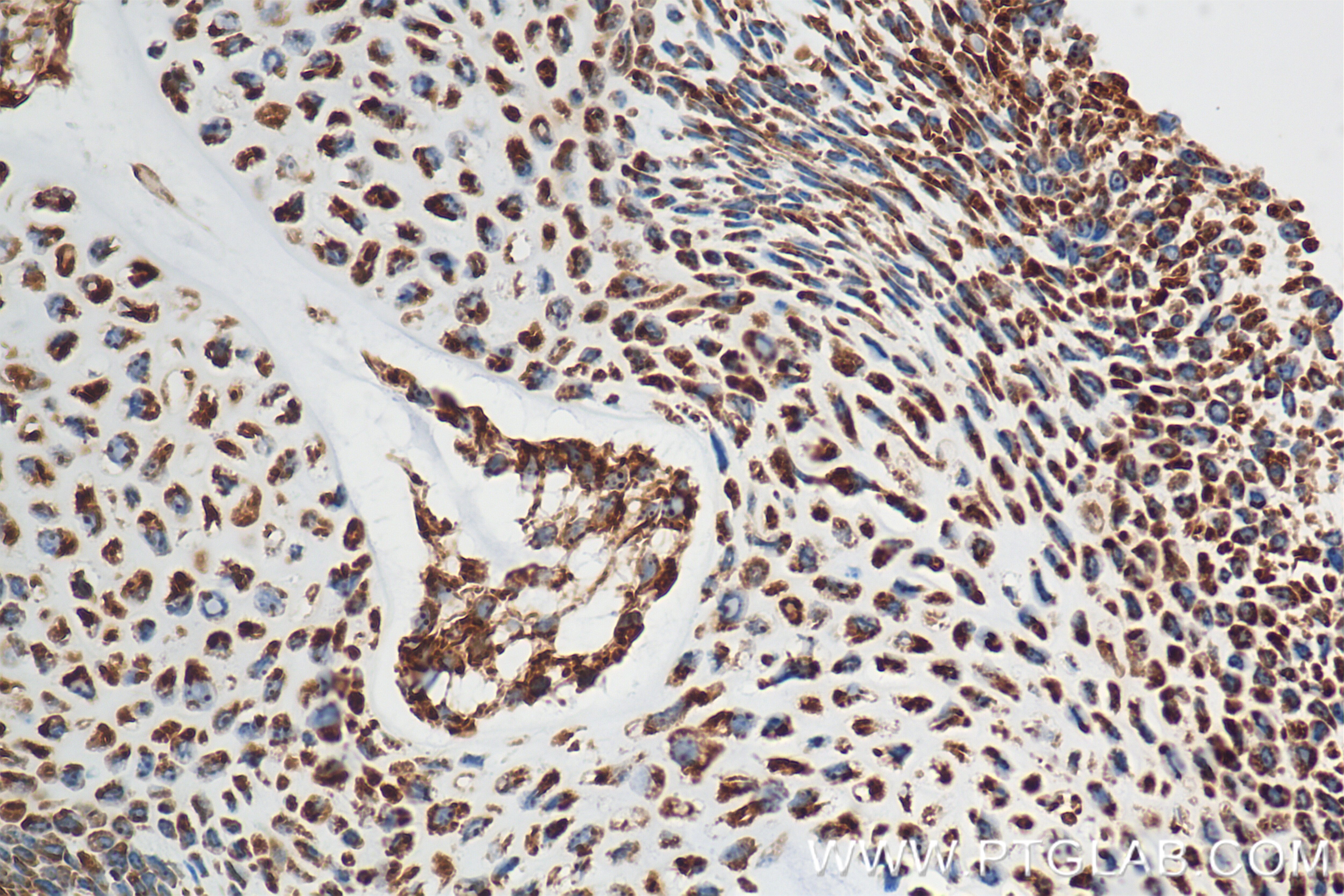 Immunohistochemistry (IHC) staining of mouse embryo tissue using Midkine Recombinant antibody (84815-1-RR)